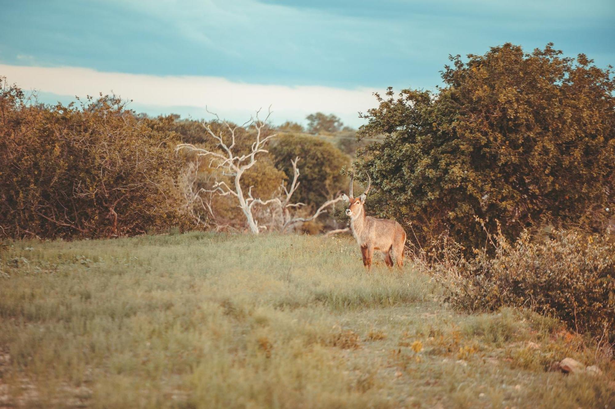 הודספרויט Maroelani Lodge- Greater Kruger Private Reserve מראה חיצוני תמונה