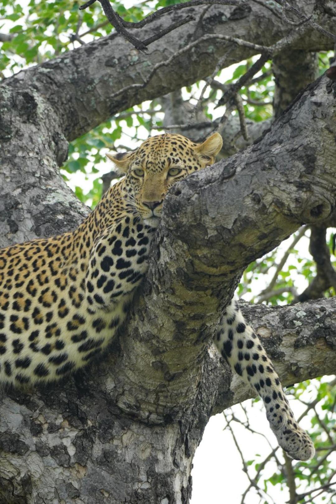 הודספרויט Maroelani Lodge- Greater Kruger Private Reserve מראה חיצוני תמונה