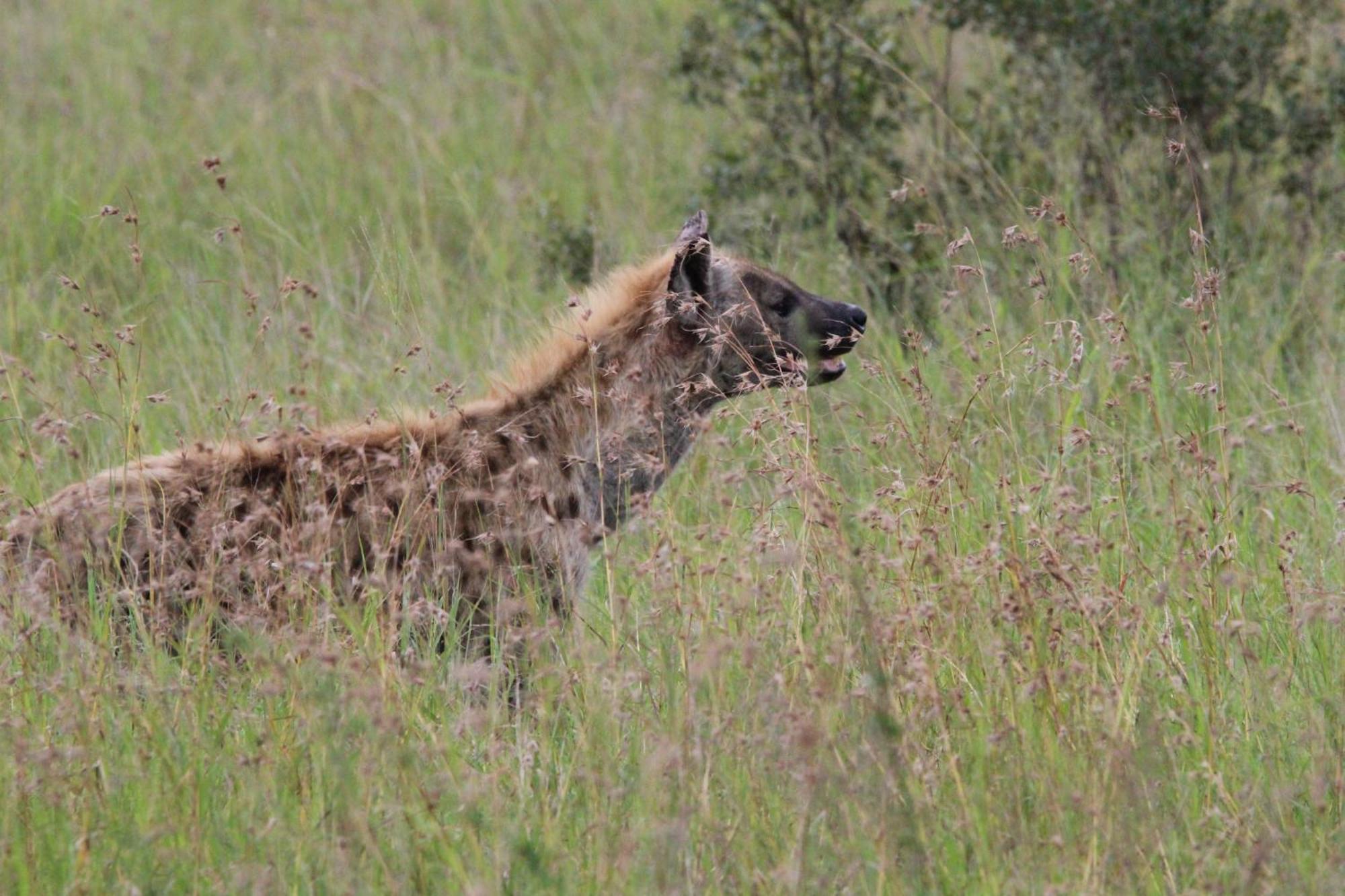 הודספרויט Maroelani Lodge- Greater Kruger Private Reserve מראה חיצוני תמונה