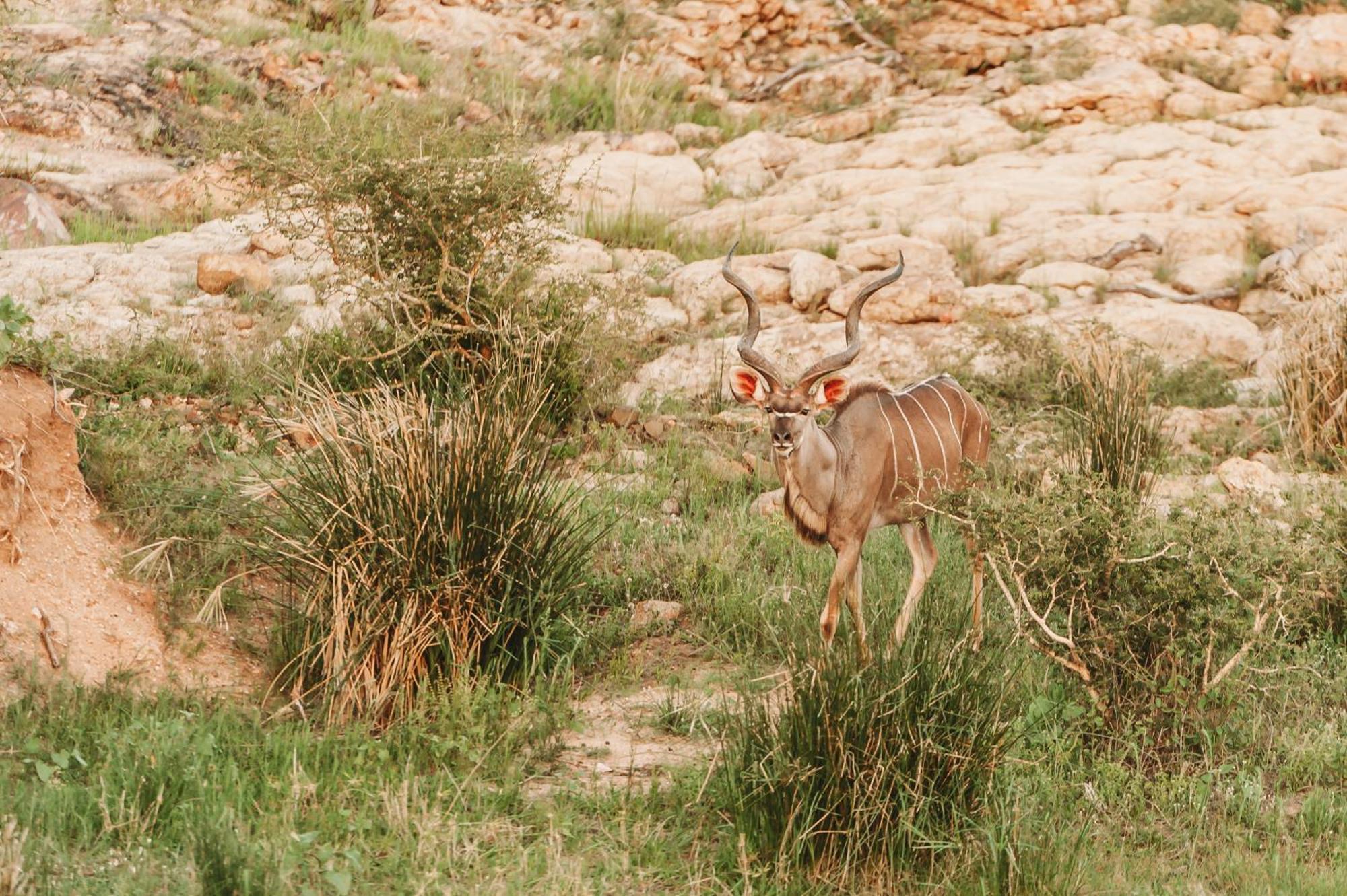 הודספרויט Maroelani Lodge- Greater Kruger Private Reserve מראה חיצוני תמונה